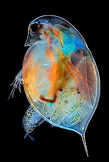 Camp Evolution VIII: Populations Genomics and Systems Biology of Rapid Evolution